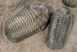 Incredible Plate Of Large Struveaspis Trilobites - Jorf, Morocco #254830-3